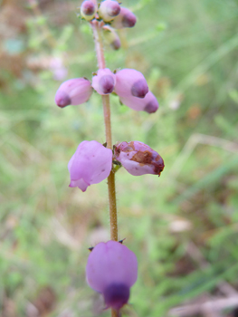 Fleurs formant des grelots allongés et à la couleur purpurine régulière, majoritairement tournées du même côté. Agrandir dans une nouvelle fenêtre (ou onglet)